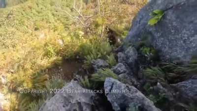 Rock climber fights off bear.