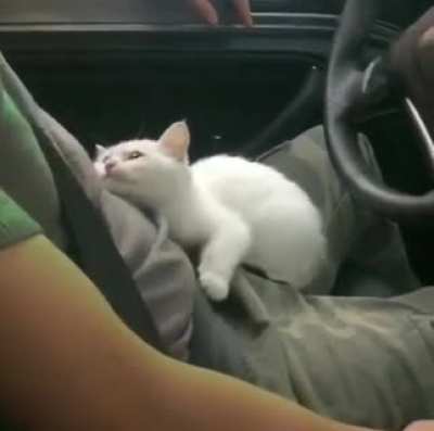 Sad kitty.