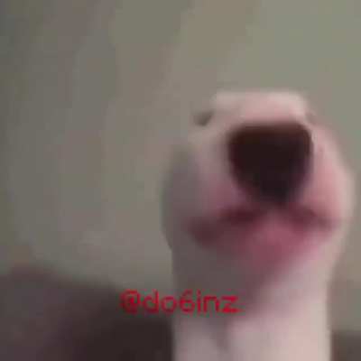 شسمه هاذا، نسيت اسمه القواد