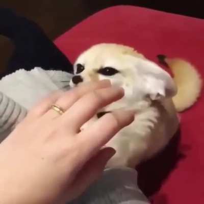 Yay foxxo is feisty