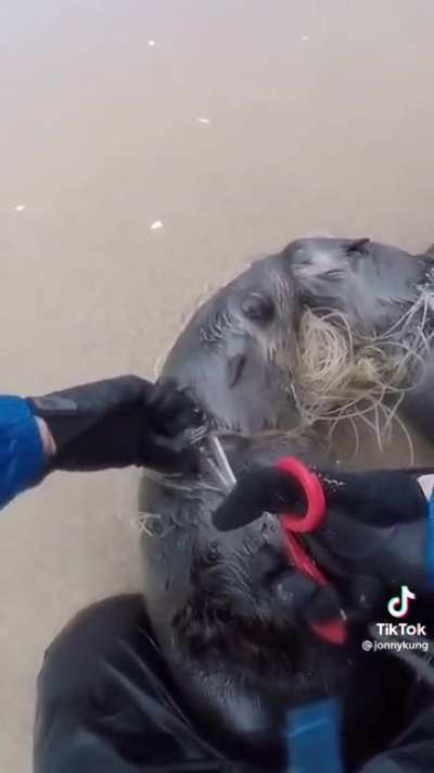Saving two seals