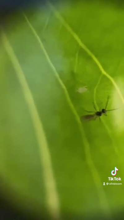 Bad day? Well at least a wasp didn’t fly down and inject an egg into you.