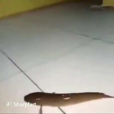 Fuck it