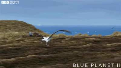 Albatross are so large that in order to take off from land, they need to find long stretches of flat terrain and run into the wind to gain lift for their large wings. Nature’s airplanes…