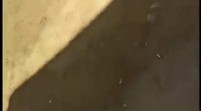 Fast running horses fails to notice something until it was too late