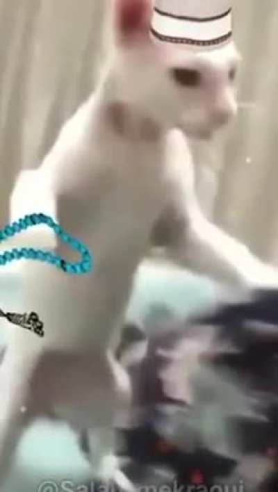 Chad cat