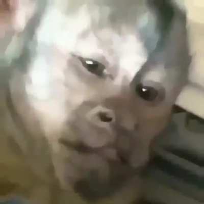 Monke