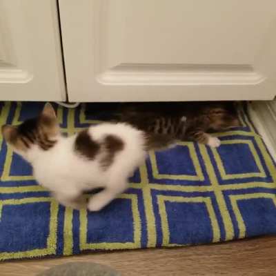 New foster kitts and their pointy tails