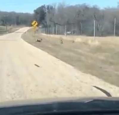 Oh Deer...