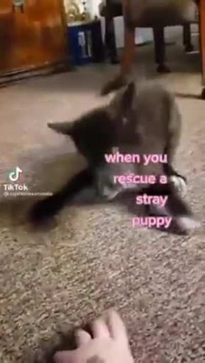 Blursed_StrayPuppy