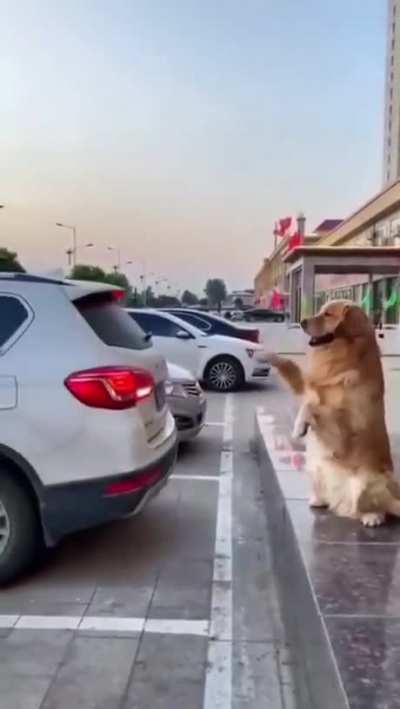 Bark Distance Control