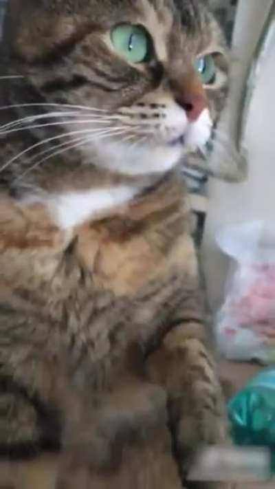 This cat is giving off some mixed feelings. First licks then bites!?