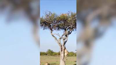 Leopard unhappy about being trapped up a tree by a lion, so she pooped on it - it worked