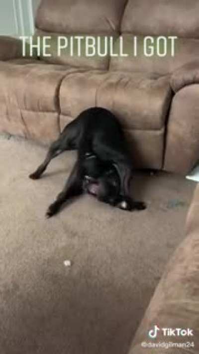 Vicious animal