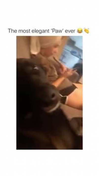 That dog tho..