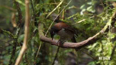 The western or Arfak parotia is a bird of paradise native to Indonesian New Guinea. When courting, as we see here, the male performs an elaborate series of displays to woo the female.