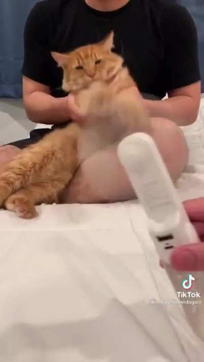 The Last Meowbenber
