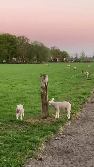 Dance of the lambs