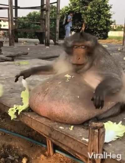 Return to monké eat lettuce