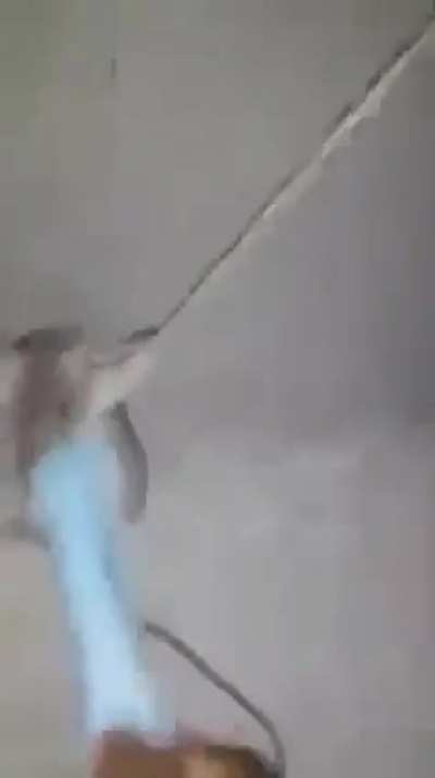 I catch a rat