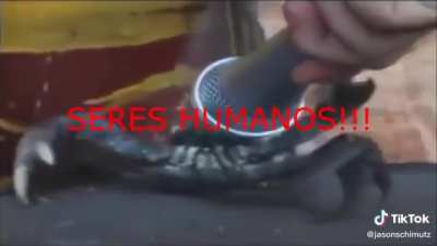 Seres Humanoss