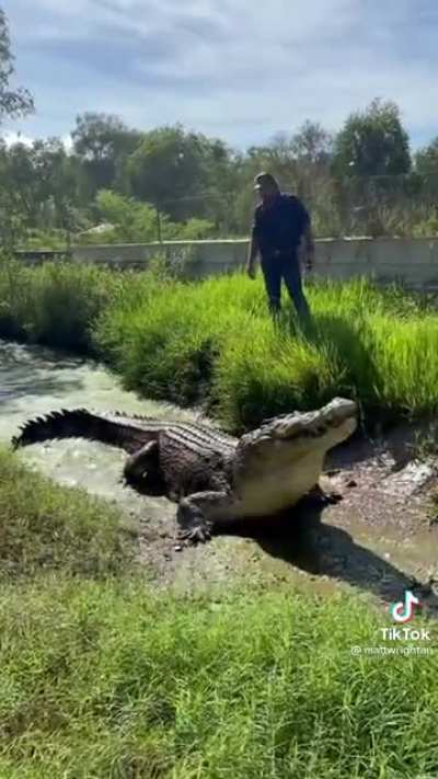 Gator