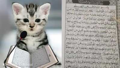 Least halal Bosnian cat