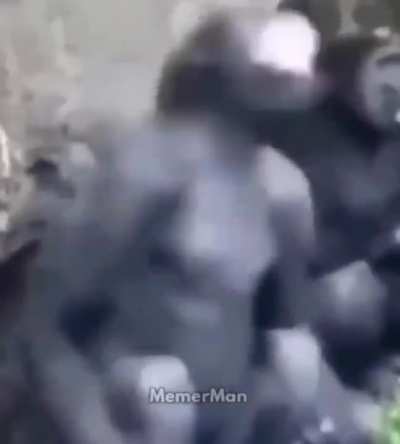 Moldy Apes
