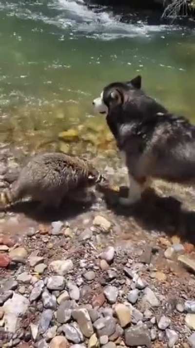 Animals