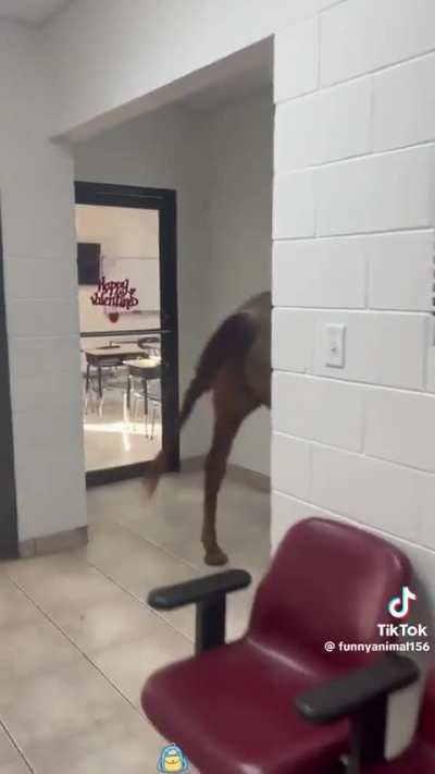 Anything but a backpack day at school.