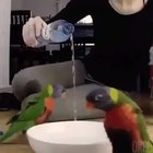 Rain Dance