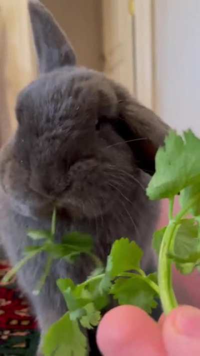 Happy near year! ... POV you’re the cilantro: