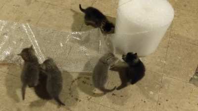 NotMyCat had 5 kittens in my yard, UPDATE: The Kittens are now inside! (However I maintain that they are still #notmycat)