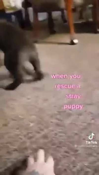 Cute doggo