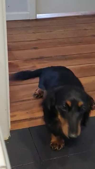 My dog does NOT want bath
