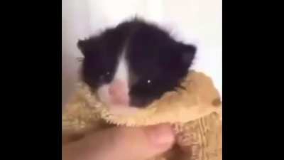 Man and cat try to duet Gut’s theme