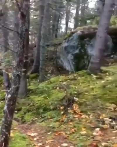 Winds make the trees sway and move the roots. Making it look like the forest is breathing.