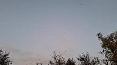 Pink-footed flyover