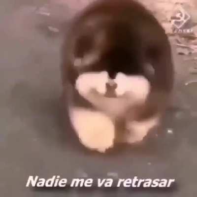 típico