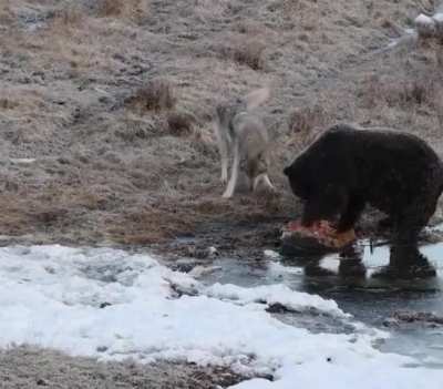 An American photographer filmed a wolf begging for food from a grizzly. The gray wolf saw the meat and in an instant turned into a playful puppy begging for a piece.