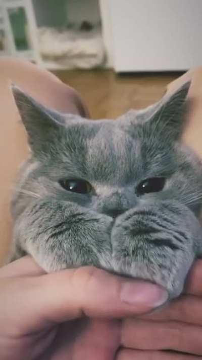 How can someone hate CATS!!! They're gorgeous