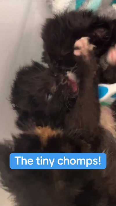 The entire bathroom was an incubator