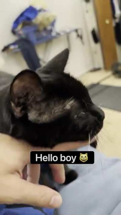 Here comes the cat