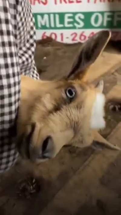 Hey there fella