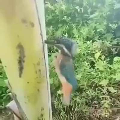 Bird moment