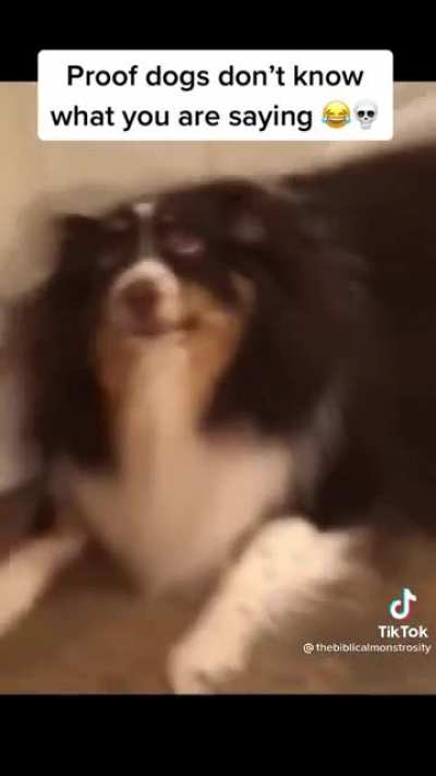 How to communicate with dogs