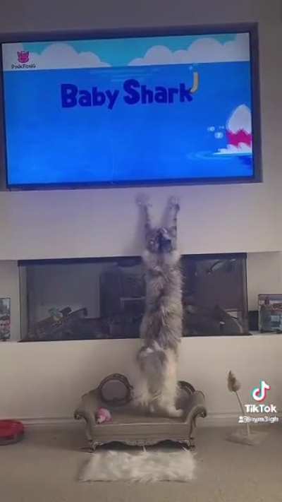 Baby Shark’s feline fan