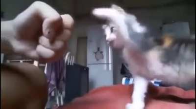 Paw bump