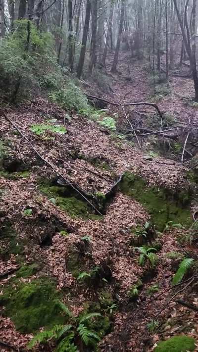 Rainy forest