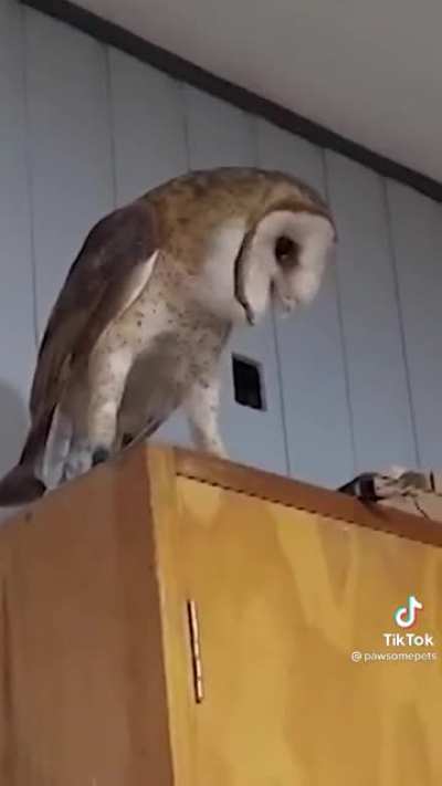 Owls are quiet